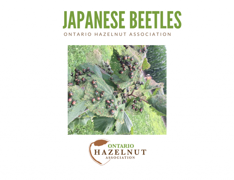 Japanese Beetles